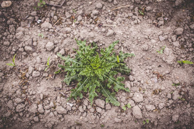 High angle view of small plant growing on field