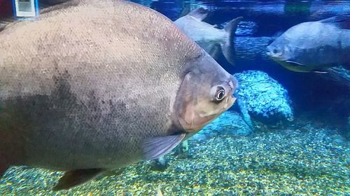 Fish in aquarium