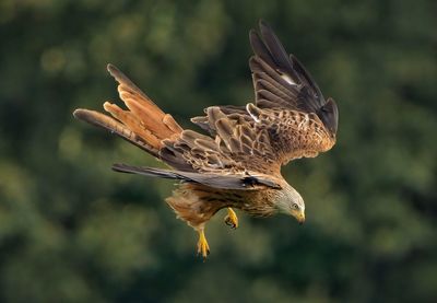 Red kite diving