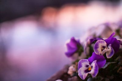 Close-up of purple flowers blooming outdoors