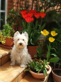White dog tula in flower pot
