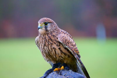 Close-up of a bird