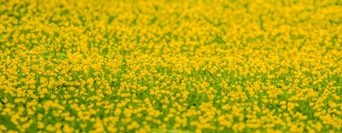 Full frame shot of fresh yellow flower field