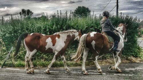Horse standing on field against trees