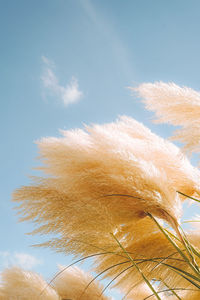 Trendy botanical background with fluffy pampas grass. boho style plant decor