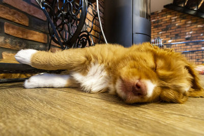 Close-up of dog sleeping on floor at home