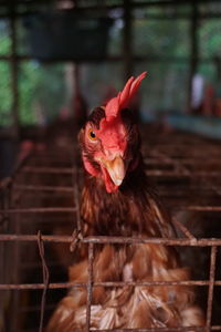 Close-up of rooster in cage