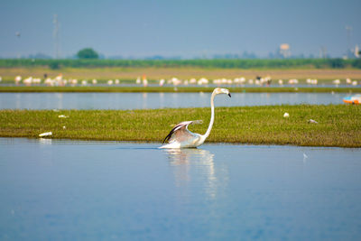 Flamingo in a lake