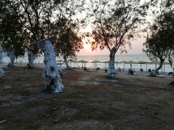 Trees on beach against sky during sunset