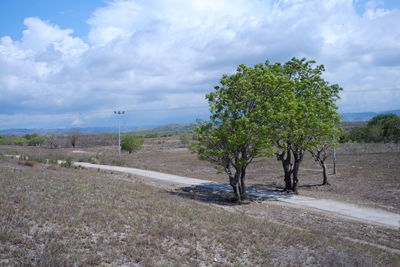 Trees on field by road against sky