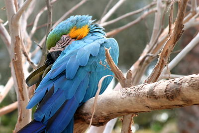 Close-up of parrot perching on tree