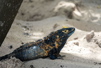 Close-up of iguana