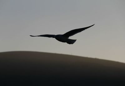 Low angle view of birds flying in sky