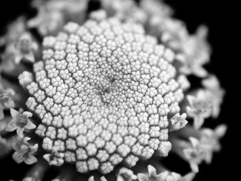 Close-up of flowers