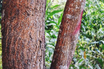 Close-up of tree trunk in forest