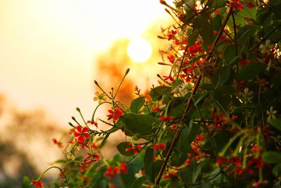 Close-up of flowering plant against orange sky