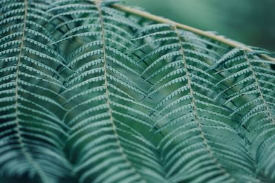 Full frame shot of wet leaf