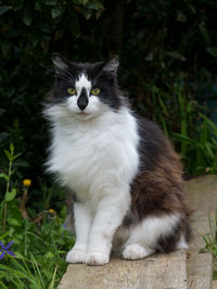 Close-up of cat sitting on grass