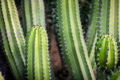 Close-up of succulent plant