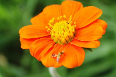 Close-up of orange marigold blooming outdoors