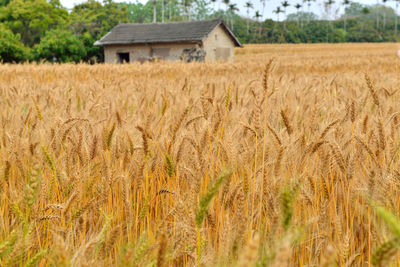 Scenic view of wheat field