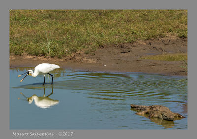 High angle view of gray heron perching on grass