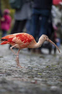 Red ibis is crossing the street