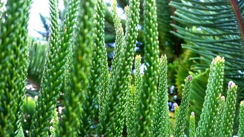 Close-up of plants