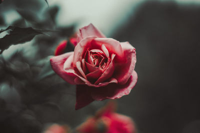 Close-up of rose bud