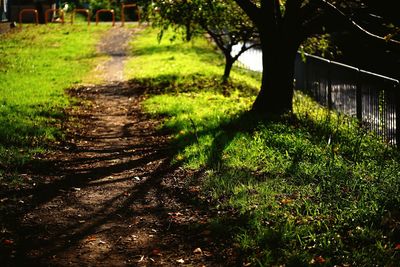 Close-up of trees on grass