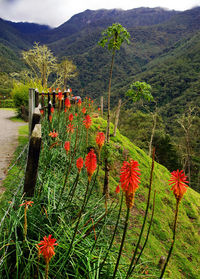 Scenic view of flowering plants by mountains