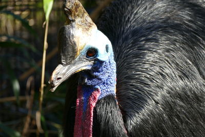 Close-up of bird