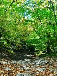 Trees growing in forest