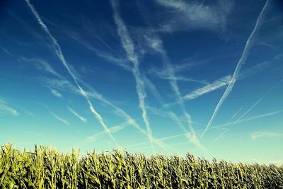 Low angle view of field against clear blue sky