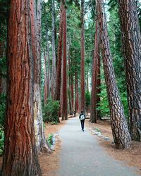 Full length rear view of man walking on footpath amidst trees in forest