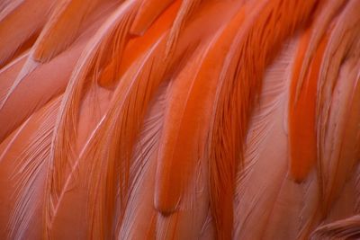 Full frame shot of feather