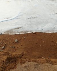 High angle view of lizard on sand at beach