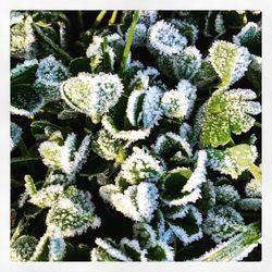 Close-up of snow on plant