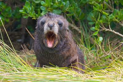 Close-up of an animal