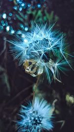 Close-up of dandelion