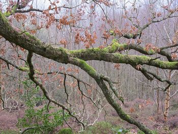 Close-up of tree against sky