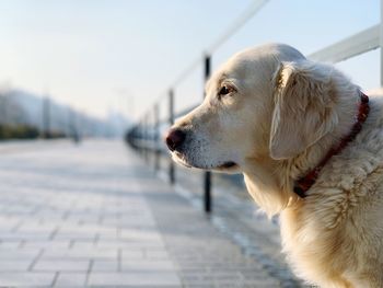 Close-up of dog looking away