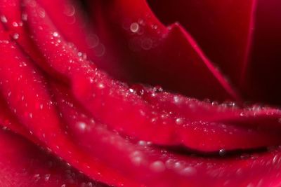 Detail shot of water drops on red flower