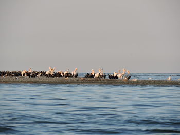 View of birds in sea against clear sky