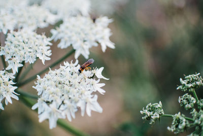 Close-up of bee pollinating flower