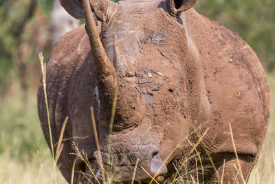 Close-up of elephant