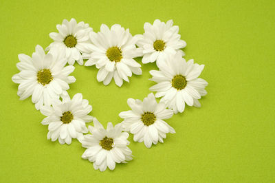 Close-up of white flowers