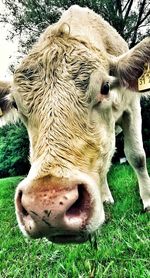 Cattle grazing on field