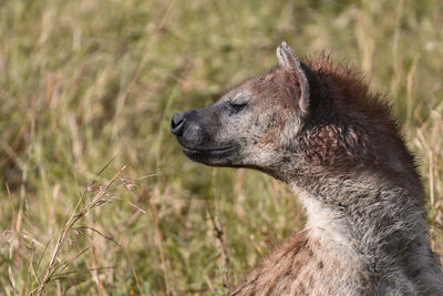 Close-up of hyena on land