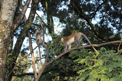 Low angle view of monkeys on tree